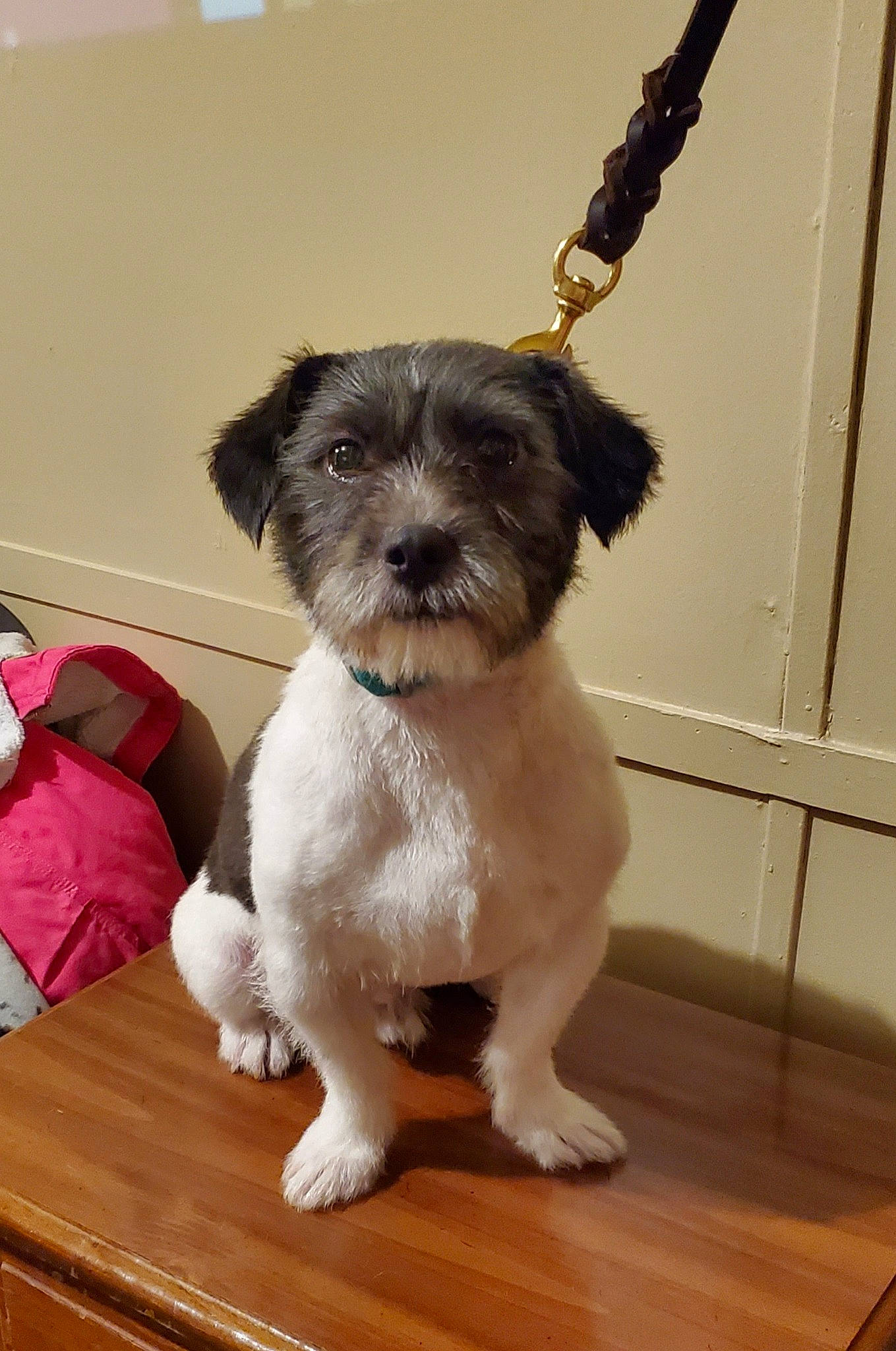 Skip is registered to the contest to win money with this photo: bolonka, canidae, carnivore, companion_dog, dog, dog_breed, havanese, kyi_leo, maltepoo, mammal, morkie, poodle_crossbreed, puppy, rare_breed_dog, schnoodle, shih_tzu, snout, sporting_lucas_terrier, toy_dog, vertebrate