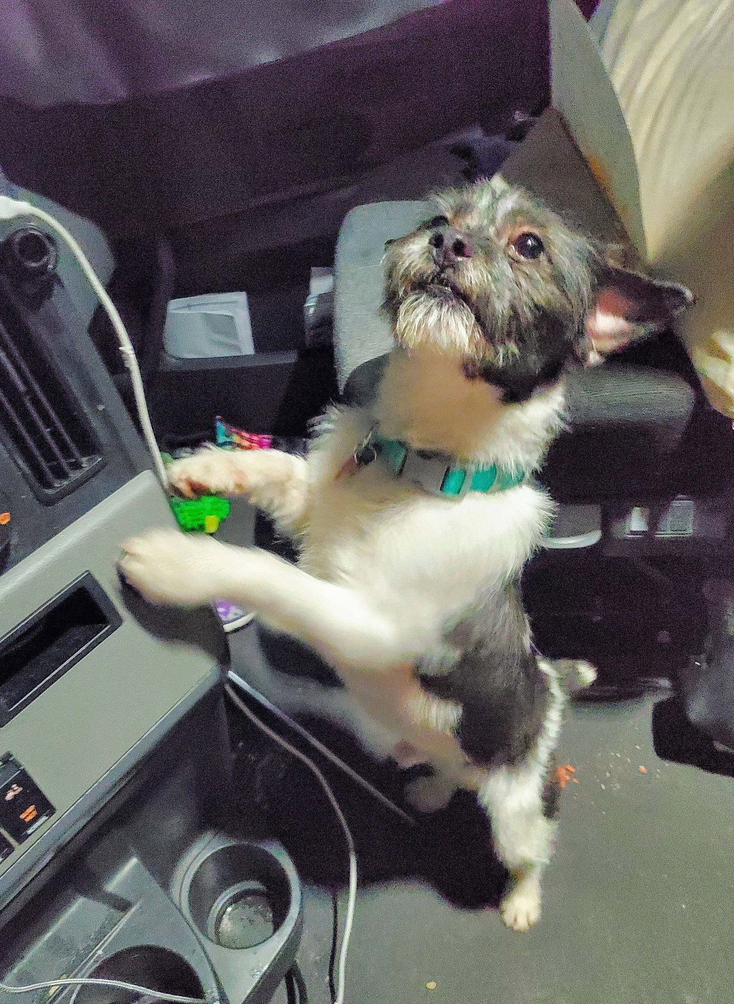 Skip joined the competition — help win amazing prizes! affenpinscher, cairn_terrier, canidae, carnivore, companion_dog, dog, dog_breed, ear, havanese, mammal, miniature_schnauzer, morkie, non_sporting_group, puppy, schnoodle, shih_tzu, snout, sporting_group, toy_dog, whiskers