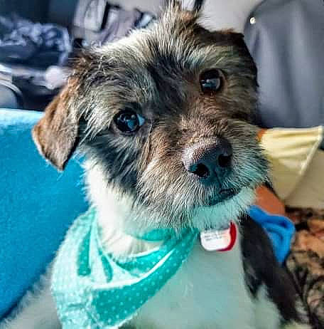 Skip joined the competition — help win amazing prizes! border_terrier, cairn_terrier, canidae, carnivore, companion_dog, dog, dog_breed, ear, mammal, miniature_schnauzer, morkie, puppy, rare_breed_dog, schnoodle, shih_tzu, snout, sporting_group, terrier, toy_dog, yorkipoo