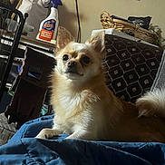 Peanut is registered to the contest to win money with this photo: basket, blanket, blue, brown, canine, cozy, curious, dog, doll, fur, furniture, household_items, indoor, pet, photo_frame, portrait, resting, small_dog, spray_bottle, wall