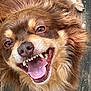 Dino joined the competition — help win amazing prizes! dog, brown_fur, happy, smiling, tongue, teeth, close_up, pet, animal, canine, fur, wood_floor, playful, cute, domestic_animal, friendly, tongue_out, lying_down, portrait, muzzle