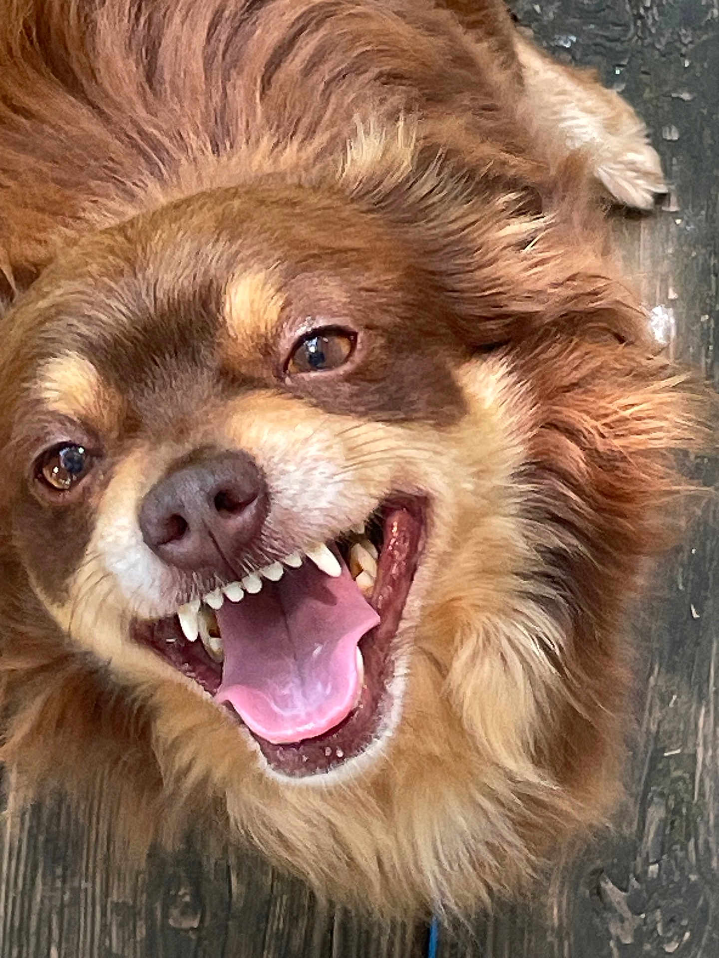 Dino joined the competition — help win amazing prizes! dog, brown_fur, happy, smiling, tongue, teeth, close_up, pet, animal, canine, fur, wood_floor, playful, cute, domestic_animal, friendly, tongue_out, lying_down, portrait, muzzle