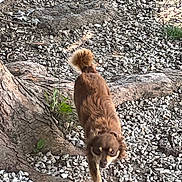 Dino is registered to the contest to win money with this photo: dog, brown_dog, small_dog, outdoor, tree_root, rocks, walking, pet, animal, nature, curious, fluffy_tail, ground, daylight, canine, single_animal, fur, snout, ears, alert