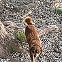 dog, brown_dog, small_dog, outdoor, tree_root, rocks, walking, pet, animal, nature, curious, fluffy_tail, ground, daylight, canine, single_animal, fur, snout, ears, alert