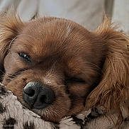 Rocco is registered to the contest to win money with this photo: dog, sleeping, close_up, brown_fur, blanket, cozy, pet, animal, nose, fur, resting, indoors, cute, snuggled, relaxed, ears, whiskers, detail, soft_light, peaceful