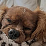 dog, sleeping, close_up, brown_fur, blanket, cozy, pet, animal, nose, fur, resting, indoors, cute, snuggled, relaxed, ears, whiskers, detail, soft_light, peaceful