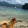 dog, beach, sand, water, sea, sailboat, mountains, clouds, sky, nature, outdoor, animal, fluffy, pet, shore, landscape, coast, calm, daytime, scenic