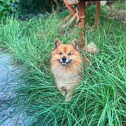 Junior participe au concours pour gagner de l'argent avec cette photo : dog, grass, outdoor, smiling, happy, wooden_table, nature, greenery, pet, animal, fur, small_dog, canine, playful, sunlight, daylight, garden, leaves, ground, closeup