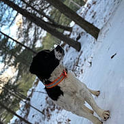 écho participe au concours pour gagner de l'argent avec cette photo : dog, black_and_white, collar, snow, forest, trees, outdoor, winter, animal, pet, nature, canine, fur, standing, alert, leaves, ground, daylight, scenery, wildlife