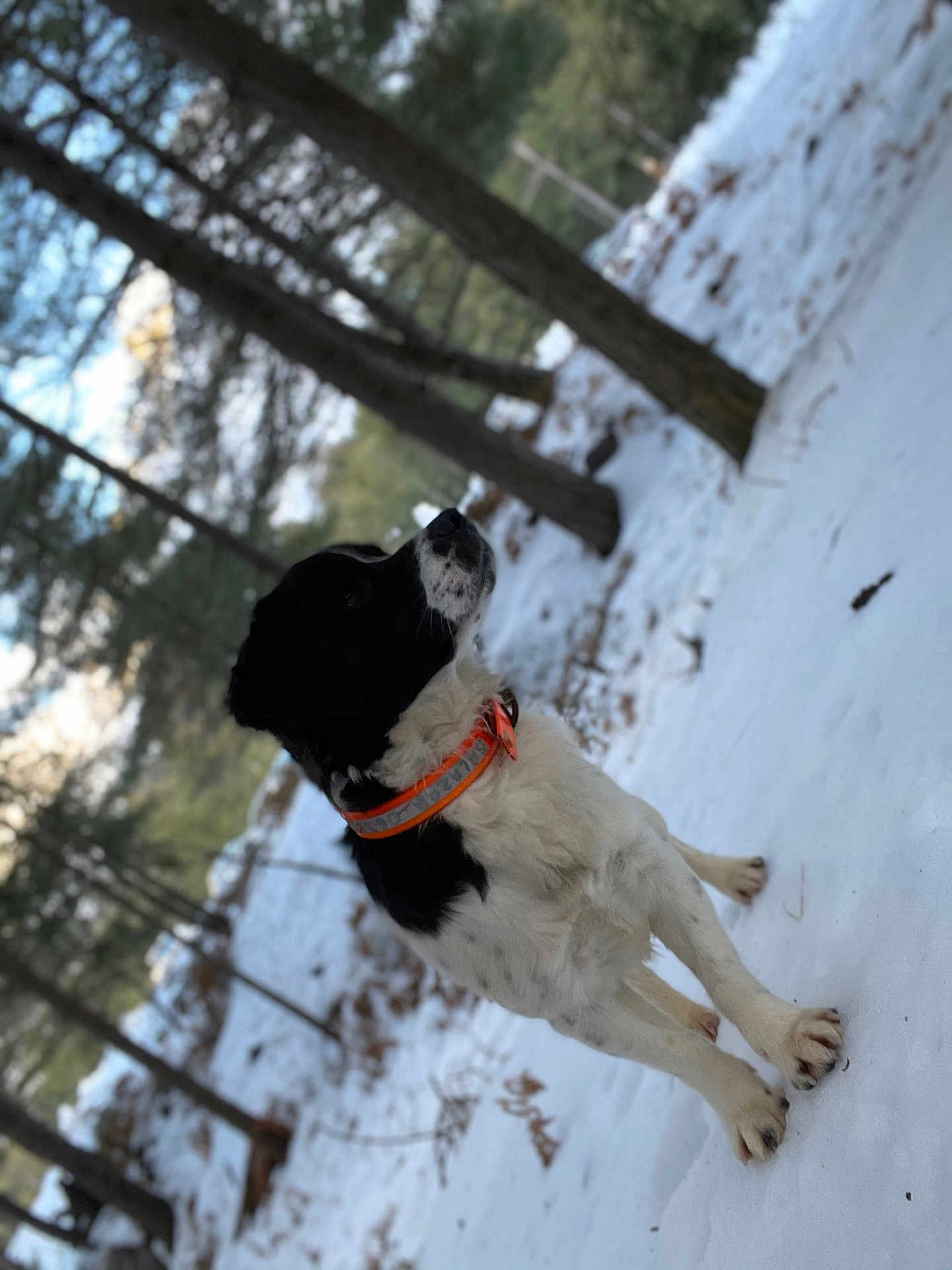 écho participe au concours pour gagner de l'argent avec cette photo : dog, black_and_white, collar, snow, forest, trees, outdoor, winter, animal, pet, nature, canine, fur, standing, alert, leaves, ground, daylight, scenery, wildlife