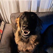 Leeloo a rejoint le concours — aidez-le/la à gagner de superbes lots ! dog, canine, pet, smiling, happy, indoor, couch, furniture, curtains, window, fur, animal, portrait, companion, domestic, sitting, muzzle, teeth, ears, friendly