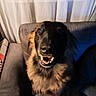 dog, canine, pet, smiling, happy, indoor, couch, furniture, curtains, window, fur, animal, portrait, companion, domestic, sitting, muzzle, teeth, ears, friendly