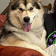 Maya joined the competition — help win amazing prizes! dog, husky, fluffy, large_dog, pet, animal, portrait, sitting, lounging, tongue_out, ears, fur, black_and_white, brown, indoor, leather_chair, living_room, person, couch, happy