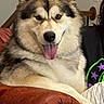 dog, husky, fluffy, large_dog, pet, animal, portrait, sitting, lounging, tongue_out, ears, fur, black_and_white, brown, indoor, leather_chair, living_room, person, couch, happy