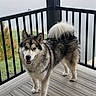 dog, husky, canine, fluffy, black_and_white, standing, smiling, portrait, outdoor, balcony, deck, railing, wooden_floor, curled_tail, long_fur, blue_sky, misty, countryside, pet, animal