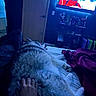 cat, fluffy_cat, gray_cat, pet, animal, bed, bedroom, blanket, television, indoor, home, relaxing, sleeping, lying_down, petting, human_hand, fur, cozy, dark_lighting, entertainment