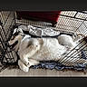 dog, canine, white_fur, gray_fur, fluffy, sleeping, lying_down, belly_up, relaxed, wire_crate, kennel, blanket, indoor, pet, animal, cute, resting, paws, tail, portrait