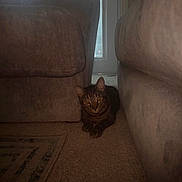 Tiger joined the competition — help win amazing prizes! animal, carpet, cat, couch, cozy, curious, dim_lighting, door, floor, furniture, home, indoor, living_room, pet, quiet, resting, shadow, striped, tabby, window