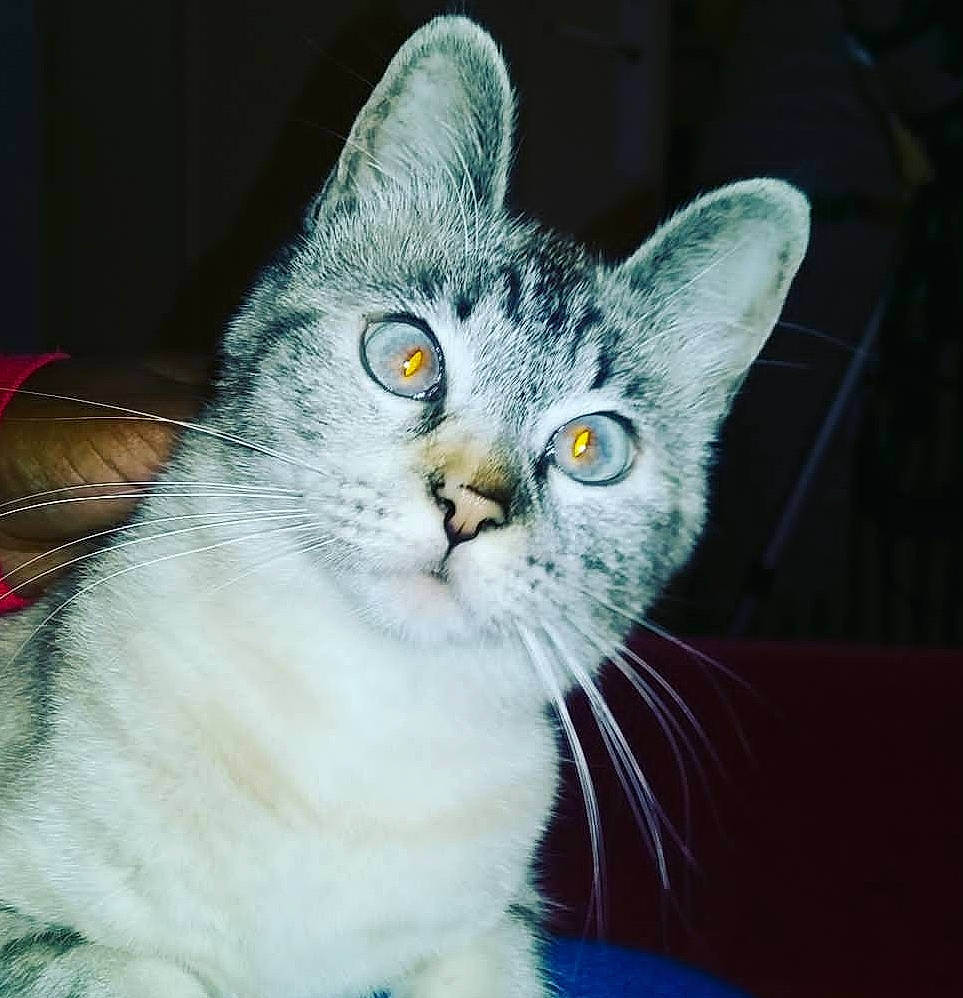 Lili a rejoint le concours — aidez-le/la à gagner de superbes lots ! carnivore, cat, domestic_short_haired_cat, door, felidae, fur, paw, photo_caption, small_to_medium_sized_cats, snout, tail, terrestrial_animal, whiskers, window