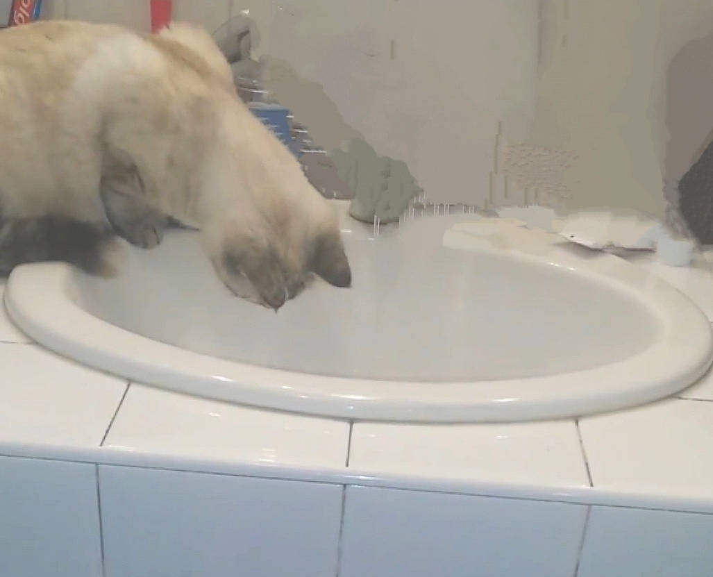 Lili participe au concours pour gagner de l'argent avec cette photo : balinese, bathroom, bathtub, carnivore, cat, comfort, fawn, felidae, flooring, fluid, fur, paw, plumbing, plumbing_fixture, siamese, small_to_medium_sized_cats, tail, tap, thai, whiskers