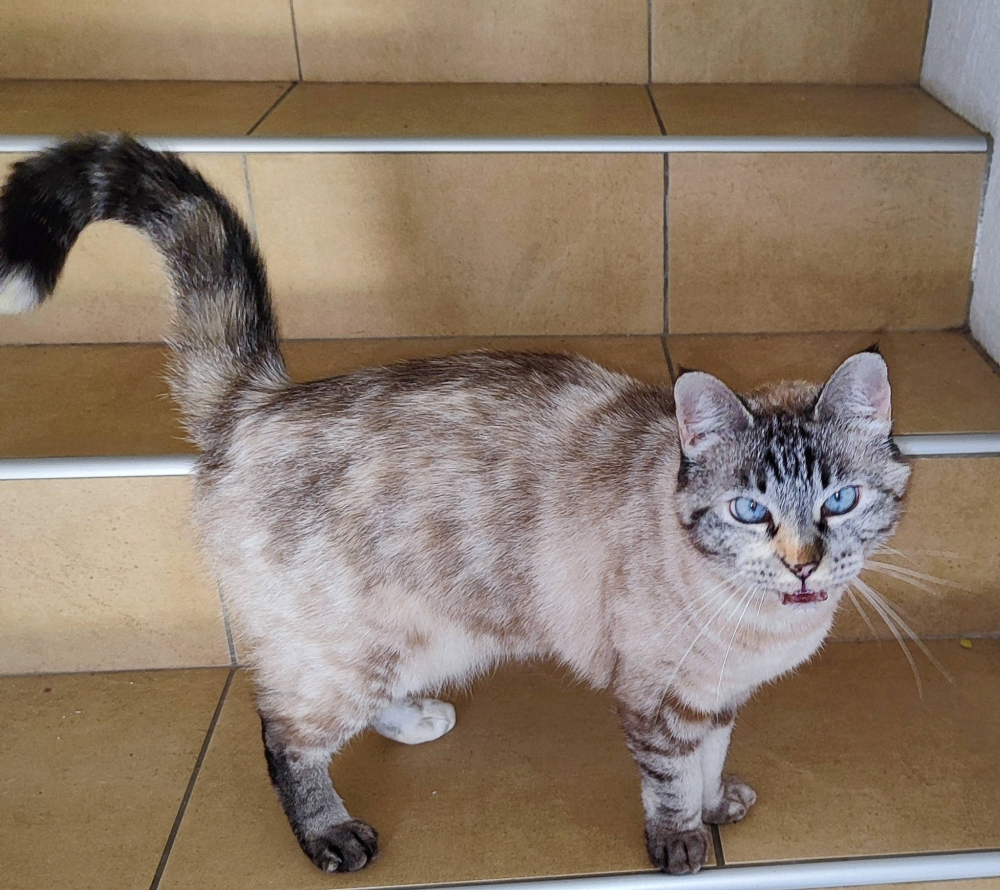 Lili participe au concours pour gagner de l'argent avec cette photo : animal_shelter, carnivore, cat, claw, comfort, domestic_short_haired_cat, fawn, felidae, flooring, fur, grey, paw, pet_supply, small_to_medium_sized_cats, snout, tail, terrestrial_animal, whiskers