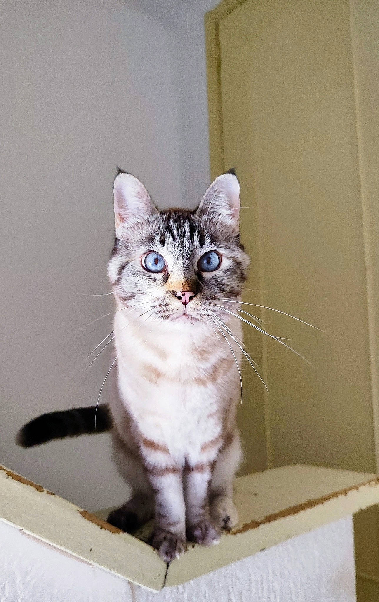 Lili a rejoint le concours — aidez-le/la à gagner de superbes lots ! box, cardboard, carnivore, cat, cat_furniture, domestic_short_haired_cat, door, felidae, fur, paw, sitting, small_to_medium_sized_cats, snout, tail, whiskers, window