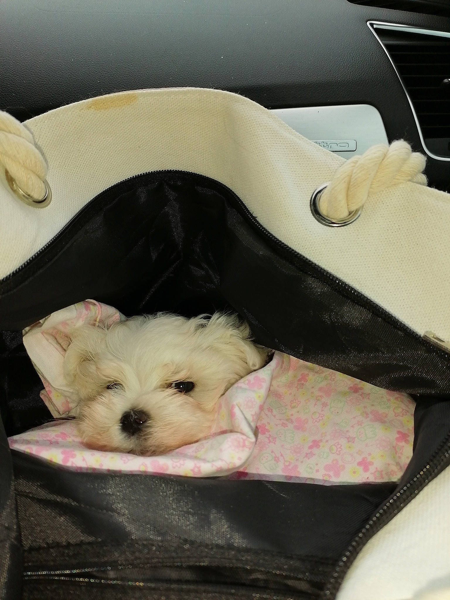 Popeye participe au concours pour gagner de l'argent avec cette photo : canidae, car_seat, carnivore, comfort, companion_dog, dog, dog_bed, dog_breed, dog_supply, fur, maltepoo, non_sporting_group, pet_supply, shih_poo, small_terrier, sporting_group, terrier, toy_dog, whiskers, working_animal