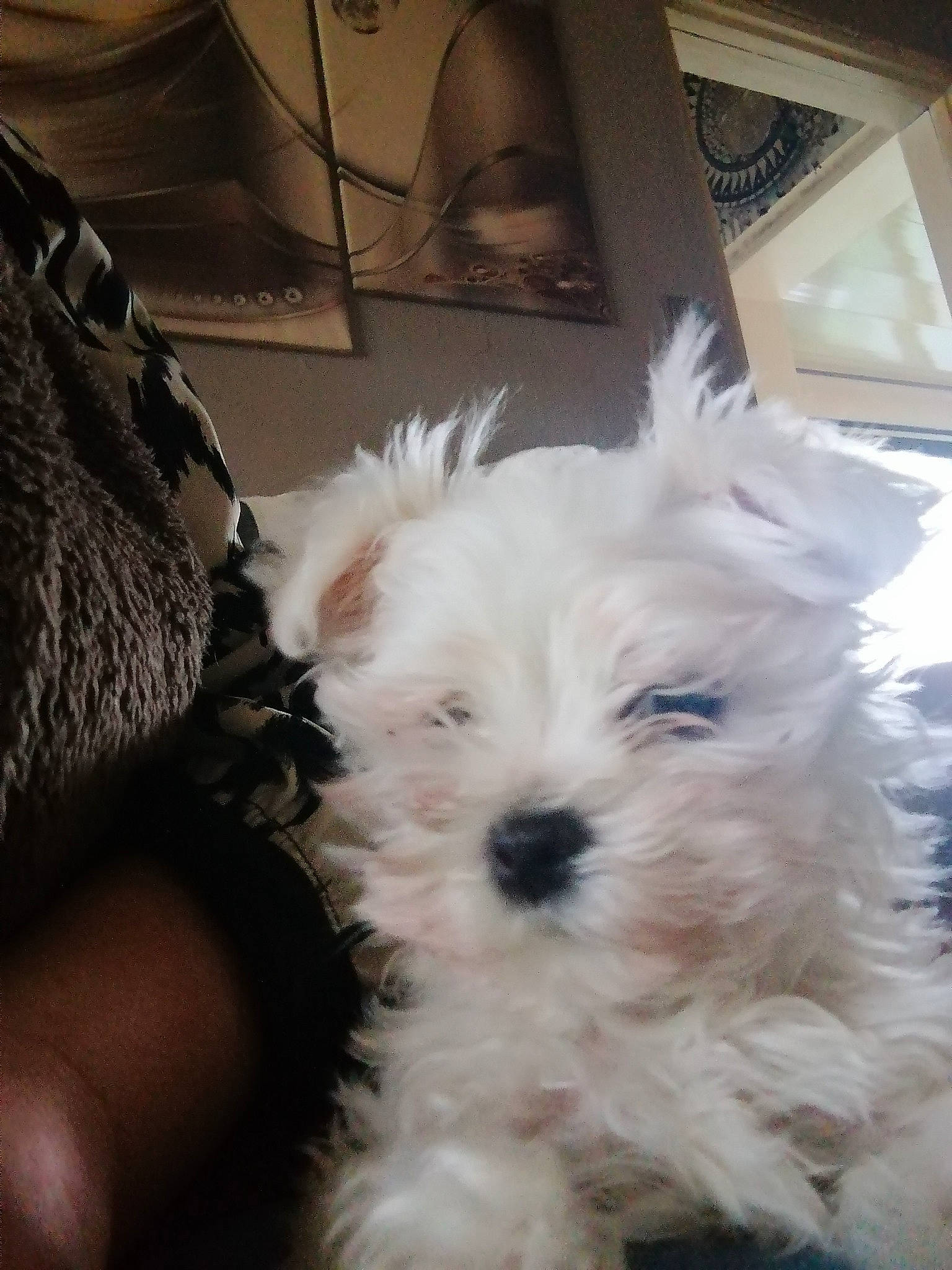 Popeye a rejoint le concours — aidez-le/la à gagner de superbes lots ! canidae, carnivore, comfort, companion_dog, dog, dog_breed, ear, fur, love, maltepoo, non_sporting_group, poodle, small_terrier, snout, sporting_group, terrier, toy_dog, working_animal, yorkipoo