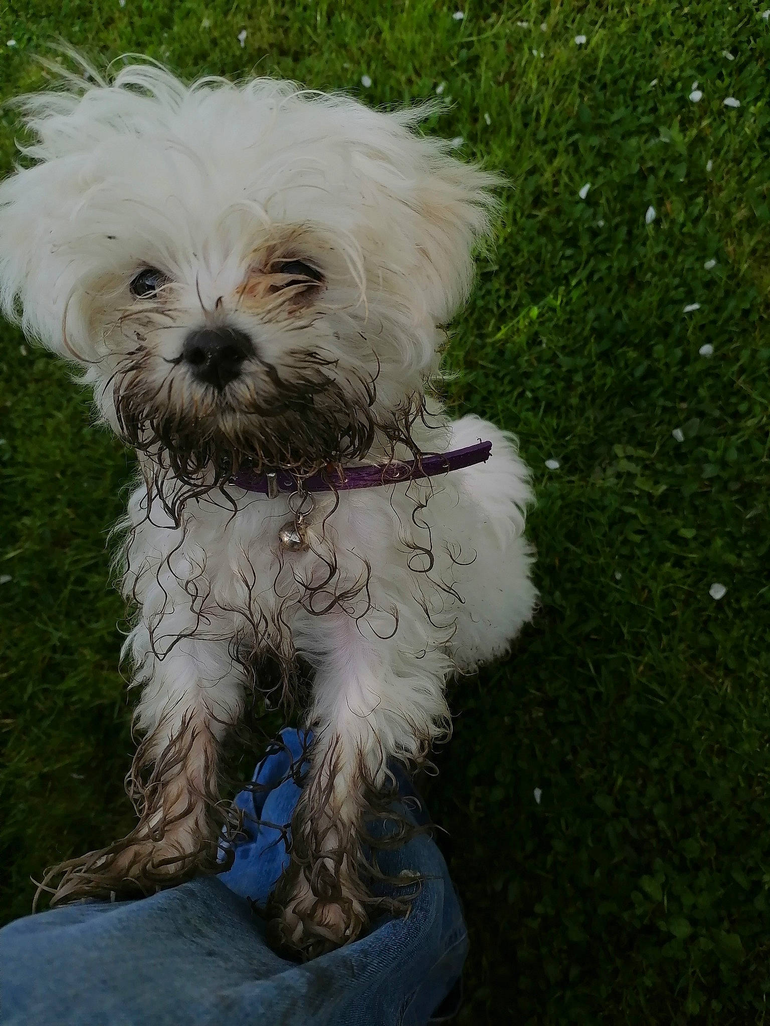 Popeye participe au concours pour gagner de l'argent avec cette photo : canidae, carnivore, companion_dog, dog, dog_breed, dog_collar, dog_supply, fashion_accessory, fur, grass, mal_shi, maltepoo, plant, small_terrier, snout, sporting_group, terrier, toy_dog, water_dog, working_animal