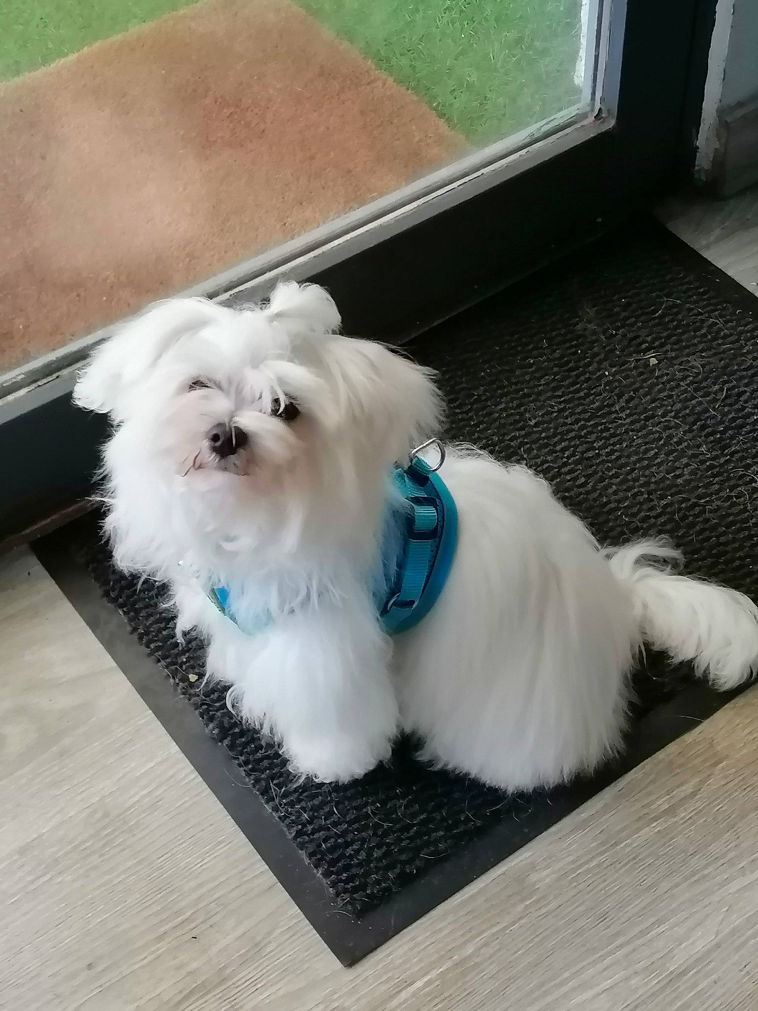 Popeye a rejoint le concours — aidez-le/la à gagner de superbes lots ! canidae, carnivore, collar, companion_dog, dog, dog_breed, dog_collar, dog_supply, fashion_accessory, fawn, flooring, fur, maltepoo, small_terrier, sporting_group, tail, terrier, toy_dog, window, working_animal