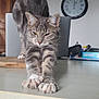 Nalla participe au concours pour gagner de l'argent avec cette photo : cat, tabby, stretching, table, indoor, clock, furniture, wood, pet, whiskers, paws, gray, striped, relaxed, domestic, home, animal, cute, fur, eyes