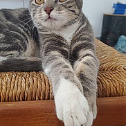 Nalla a rejoint le concours — aidez-le/la à gagner de superbes lots ! cat, tabby, pet, animal, feline, indoor, chair, wicker, wood, paws, stretching, curious, whiskers, ears, fur, domestic, relaxed, floor, home, closeup