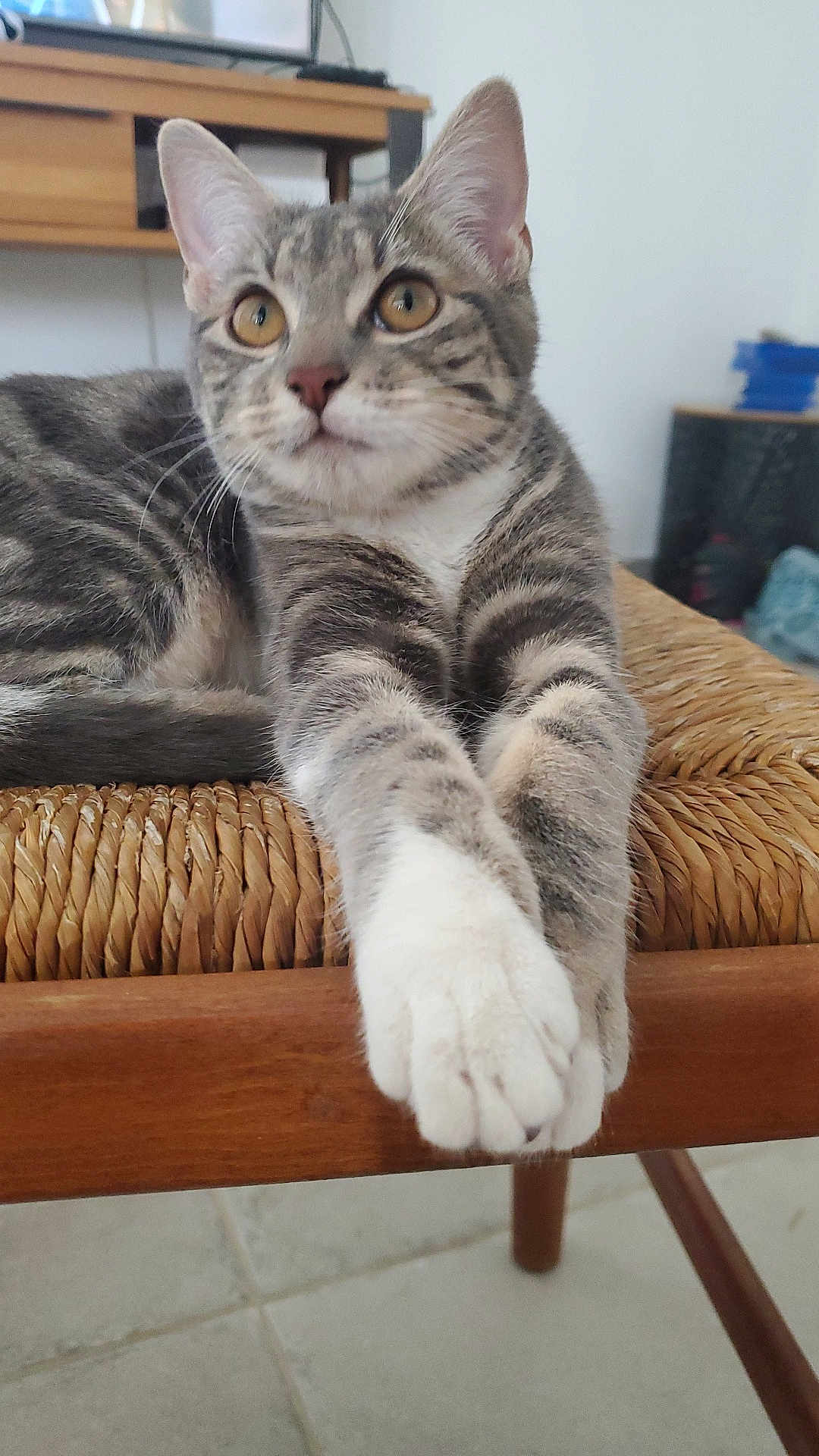 Nalla a rejoint le concours — aidez-le/la à gagner de superbes lots ! cat, tabby, pet, animal, feline, indoor, chair, wicker, wood, paws, stretching, curious, whiskers, ears, fur, domestic, relaxed, floor, home, closeup