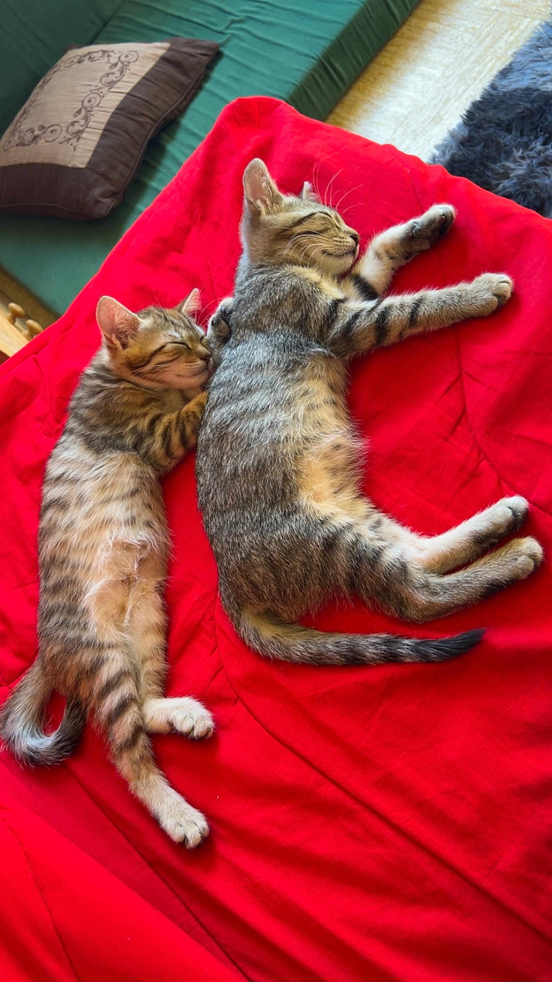 Folla Et Ali participe au concours pour gagner de l'argent avec cette photo : kitten, cat, sleeping, cuddle, tabby, indoor, red_blanket, resting, pet, fur, whiskers, cute, cozy, nap, feline, animal, domestic, soft, relax, companion