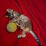 Folla Et Ali a rejoint le concours — aidez-le/la à gagner de superbes lots ! kitten, cat, playful, yellow_ball, red_blanket, sleeping_cat, pet, animal, feline, cute, indoor, resting, young_cat, striped, fur, claws, paws, relaxed, toy, cozy