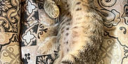 Folla Et Ali participe au concours pour gagner de l'argent avec cette photo : cat, kitten, sleeping, relaxed, tabby, fur, whiskers, paws, cushion, pattern, fabric, indoor, cozy, pet, animal, cute, resting, comfort, soft, nap