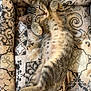 cat, kitten, sleeping, relaxed, tabby, fur, whiskers, paws, cushion, pattern, fabric, indoor, cozy, pet, animal, cute, resting, comfort, soft, nap