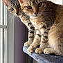animal, cat, cat_tree, close_up, curious, ears, feline, fur, gray, indoor, kitten, looking, natural_light, paws, pets, tabby, two_animals, whiskers, window, young