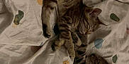 Folla Et Ali participe au concours pour gagner de l'argent avec cette photo : animal, bed, blanket, cat, close, cozy, cute, domestic, fur, indoor, kitten, nap, pattern, peaceful, pets, resting, sleeping, soft, tabby, two