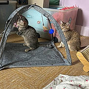 Folla Et Ali participe au concours pour gagner de l'argent avec cette photo : kitten, cat, tabby, play, toy, indoor, floor, blanket, container, box, household, pet, cute, young, striped, animal, curious, feline, domestic, cozy