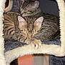 animal, cat, cat_condo, cozy, cute, feline, fur, indoor, kitten, paw, pet, plush, resting, sleeping, snuggling, soft, tabby, two, warm, young
