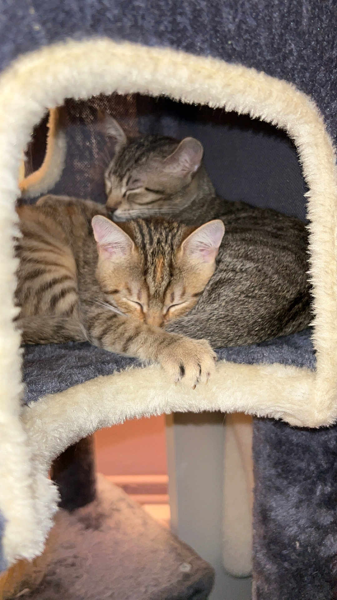 Folla Et Ali