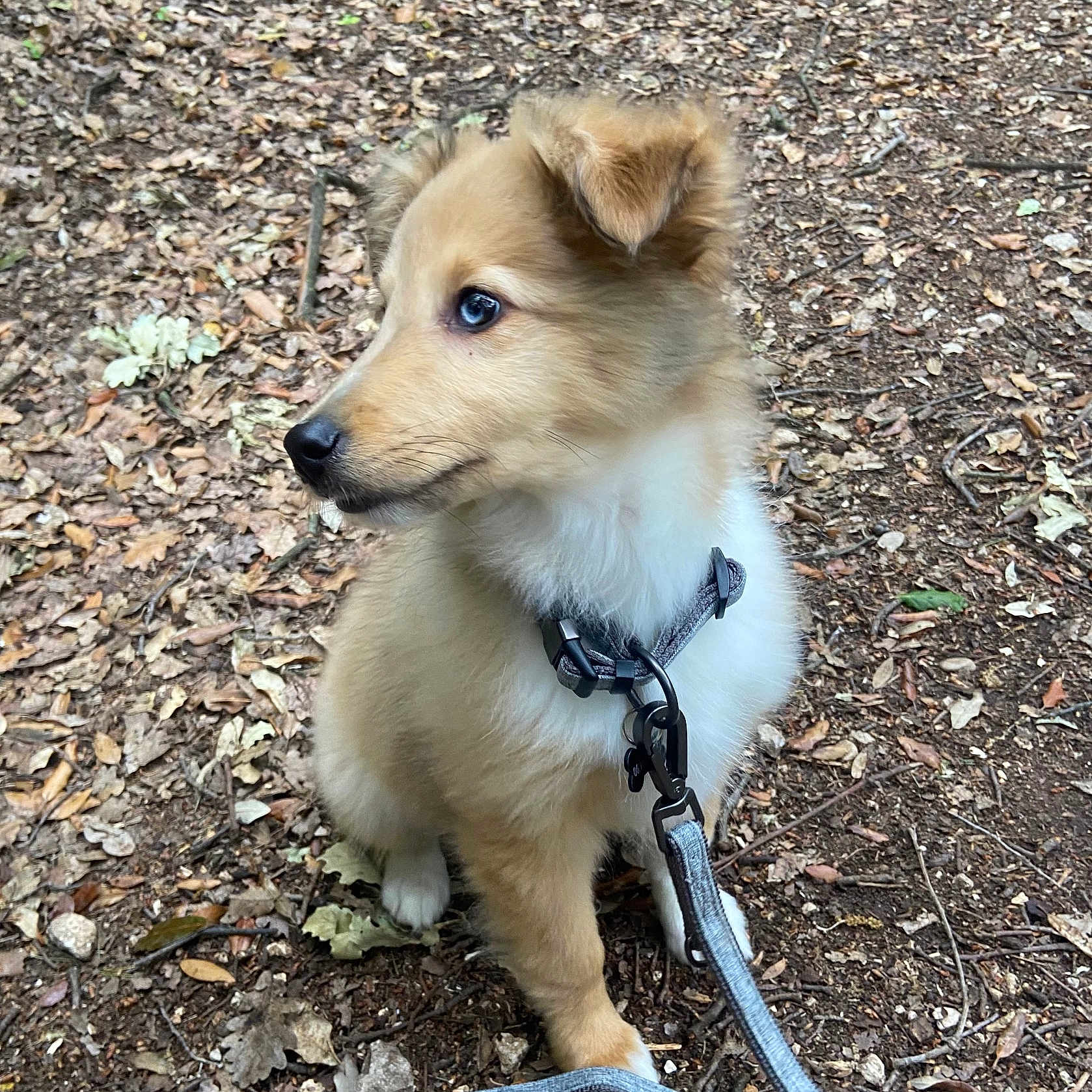 Vinny participe au concours pour gagner de l'argent avec cette photo : accessories, animal, canine, cockerspaniel, dog, eskimodog, goldenretriever, grass, herbal, herbs, husky, leash, pet, plant, puppy, rock, slate, soil, strap, vegetation