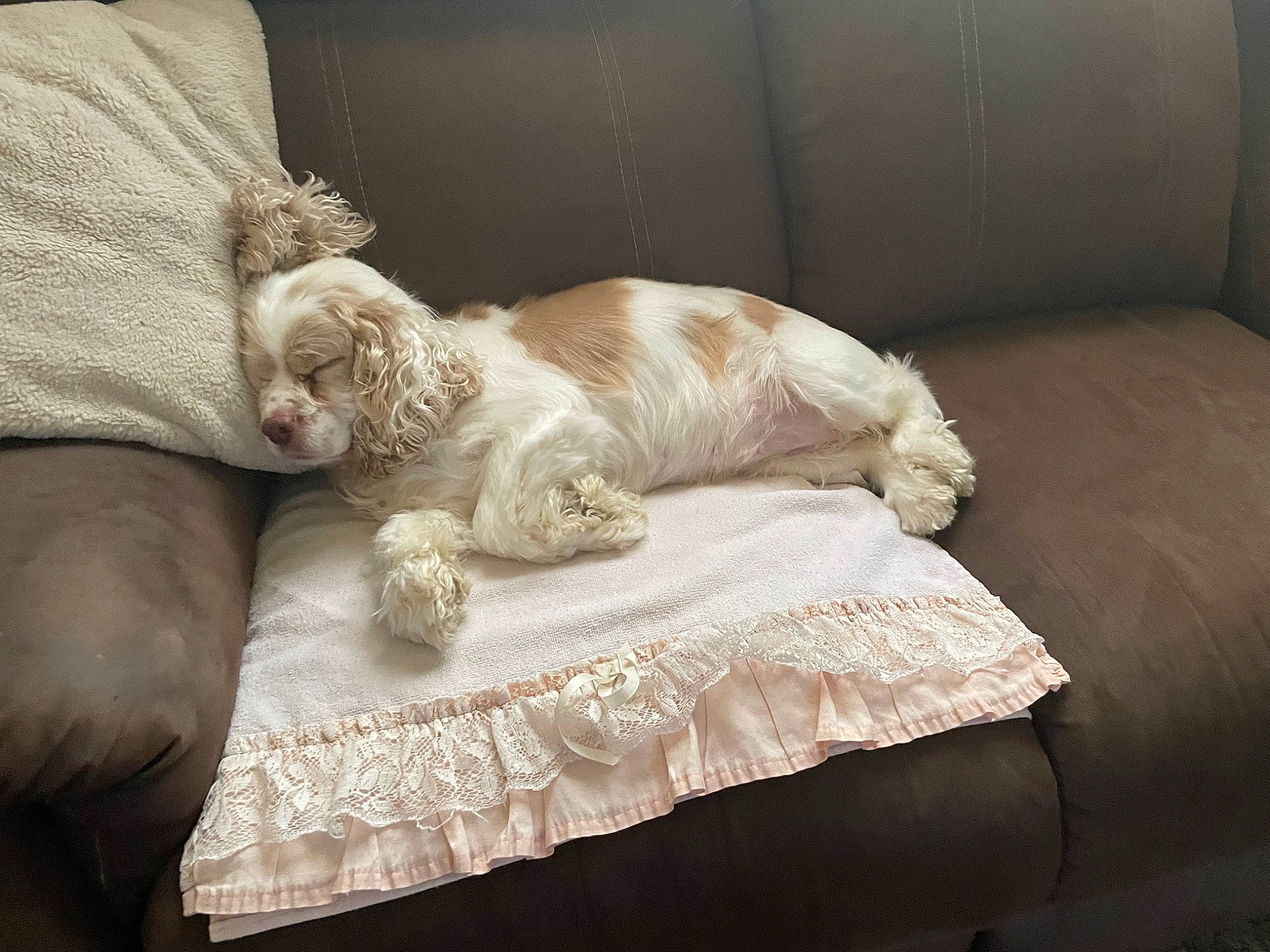 Abbey joined the competition — help win amazing prizes! bedding, carnivore, comfort, companion_dog, couch, dog, dog_breed, duvet, fawn, felidae, flooring, fur, furniture, hardwood, linens, liver, rectangle, tail, wood, working_animal