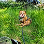 Calla Capri Spiezio is registered to the contest to win money with this photo: dog, bulldog, black_dog, grass, outdoor, leash, greenery, sunny, nature, summer, pets, canine, animal, field, plants, daytime, harness, tongue_out, sitting, exploring