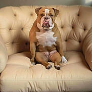 Calla Capri Spiezio joined the competition — help win amazing prizes! bulldog, dog, pet, sitting, chair, armchair, indoor, furniture, tufted, cream_color, cute, animal, mammal, portrait, expression, tongue_out, relaxed, companion, domestic, canine