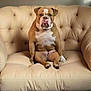bulldog, dog, pet, sitting, chair, armchair, indoor, furniture, tufted, cream_color, cute, animal, mammal, portrait, expression, tongue_out, relaxed, companion, domestic, canine