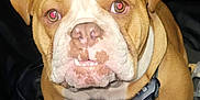 Calla Capri Spiezio is registered to the contest to win money with this photo: animal, brown, bulldog, canine, closeup, collar, cute, dog, domestic_animal, ears, face, fur, indoor, looking_up, pet, portrait, sitting, snout, tag, white
