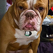 Calla Capri Spiezio is registered to the contest to win money with this photo: animal, blanket, brown, bulldog, close_up, companion, cute, dog, domestic, expression, face, folded_ears, fur, household, indoor, pet, resting, sitting, tongue_out, white