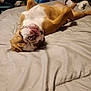 bulldog, dog, pet, sleeping, bed, tongue_out, relaxed, indoor, cozy, animal, brown_and_white, canine, resting, companion, furniture, blanket, domestic, cute, funny, two_dogs